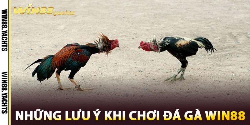 Đá Gà WIN88 – Cuộc Chiến Của Những Chiến Kê Huyền Thoại 1 Những lưu ý khi chơi Đá Gà WIN88